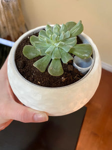 golf ball planter pot large Golf Ball Planter/Bowl